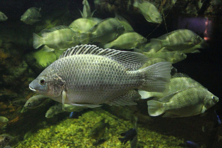 Ikan mujair atau dikenal juga dengan nama Mozambique Tilapia di Cincinnati Zoo. Foto: Wikimedia Commons/Greg Hume/CC BY-SA 3.0