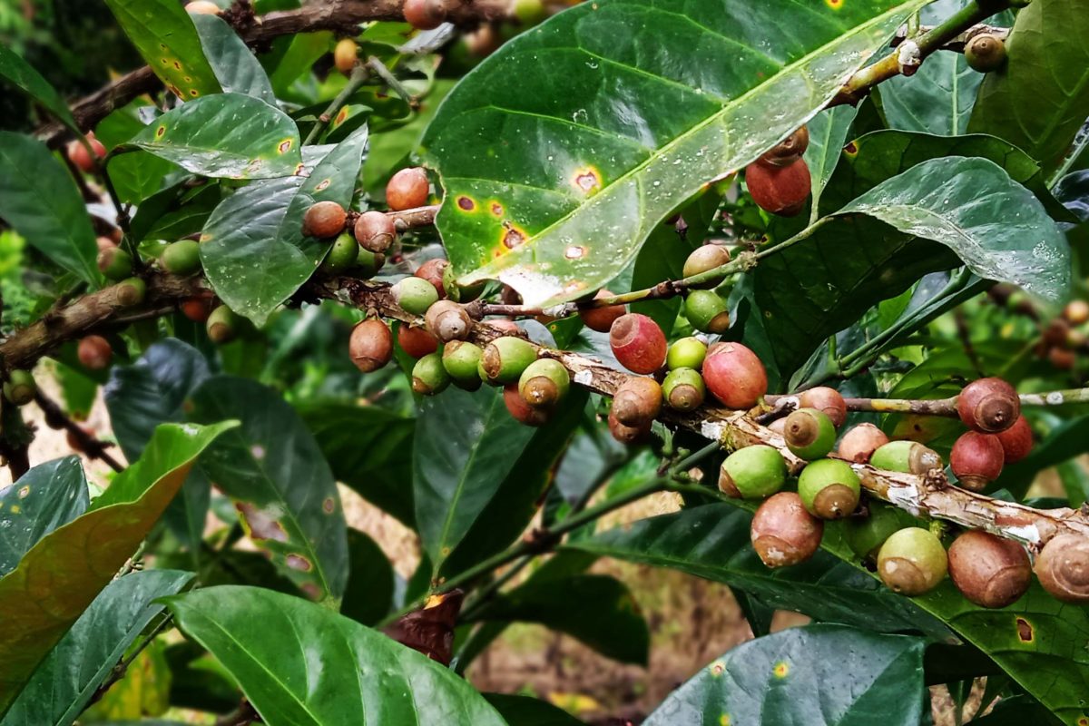 Kopi jenis liberika yang ditanam lagi dari indukan yang berusia lebih 100 tahun.( Foto: Mahmud Ichi/ Mongabay Indonesia)