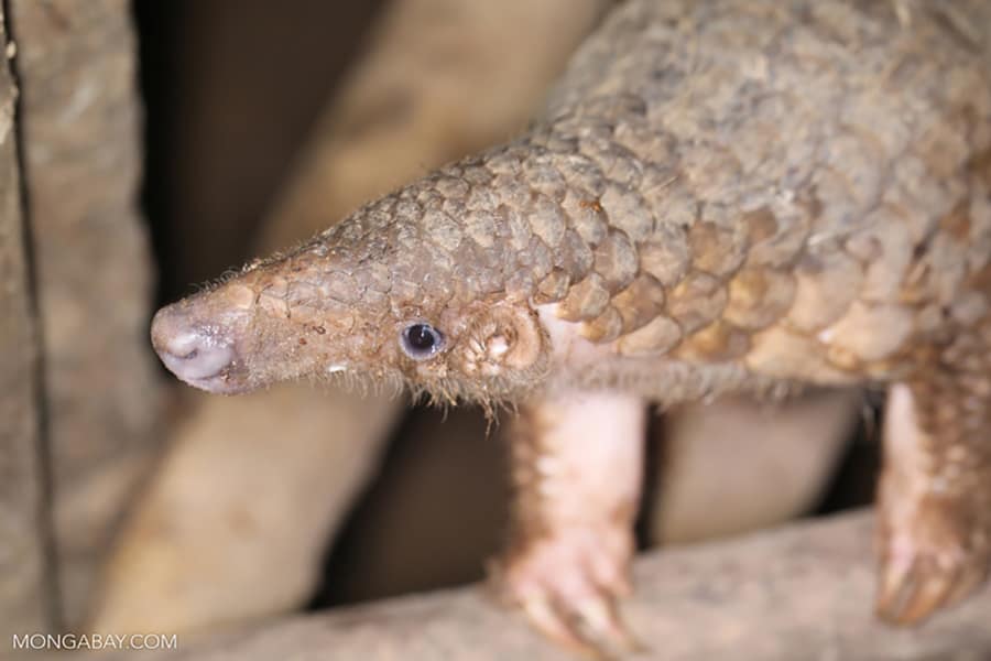 Trenggiling, satwa liar yang tidak pernah berhenti diburu untuk diperdagangkan. Foto: Rhett Butler/Mongabay
