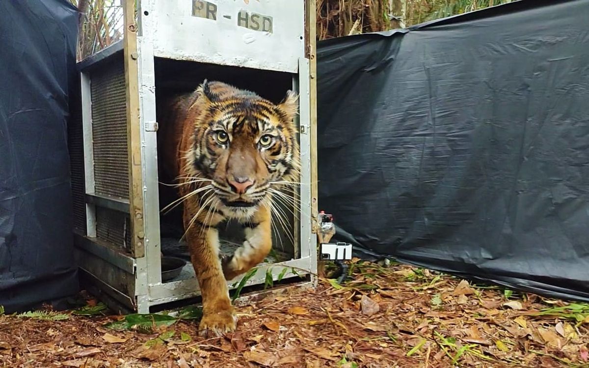 Harimau Sumatera bernama Lanustika dilepasliarkan di salah satu kawasan konservasi di Provinsi Riau, Sabtu (26/3/2022) pagi. Foto: Dok.PRHSD ARSAR