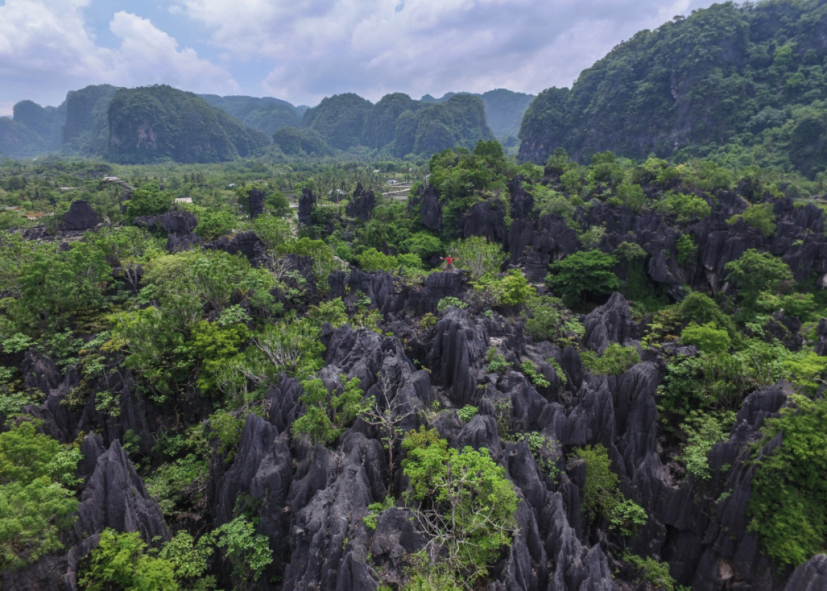 Ilustrasi hutan © Putu Artana Shutterstock