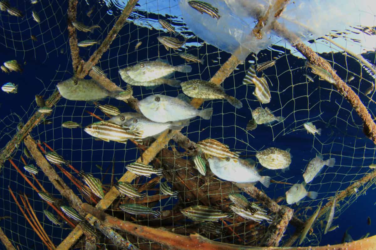 Ilustrasi © Dynamite Fishing Shutterstock