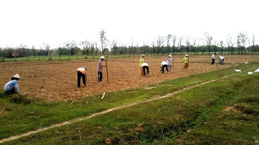 Padi yang ditanam di lahan non sawah | Dok. Litbang Pertanian