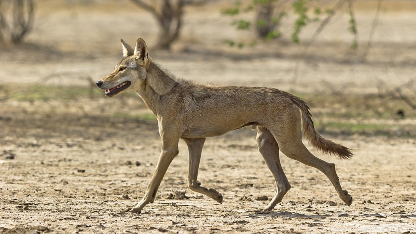 Serigala semenanjung India di Velavadar (Blackbuck National Park, Gujarat)./Foto: Dhaval Vargiya