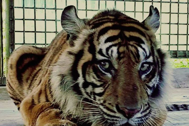Bonita, harimau yang diduga menewaskan beberapa warga di Riau ini berhasil dievakuasi. Foto: Facebook KLHK