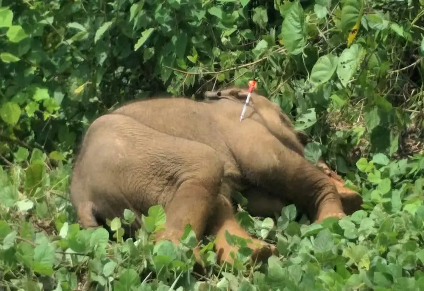 Terjadi Lagi, Gajah Sumatra Ditemukan Mati di Aceh