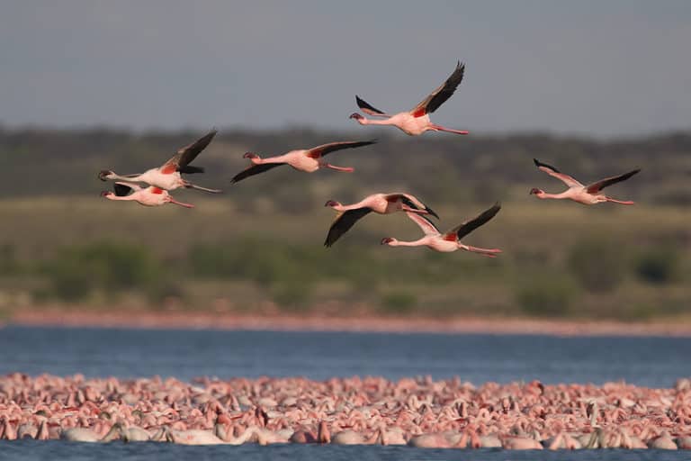 MIgrasi Burung. (Foto: Mongabay)