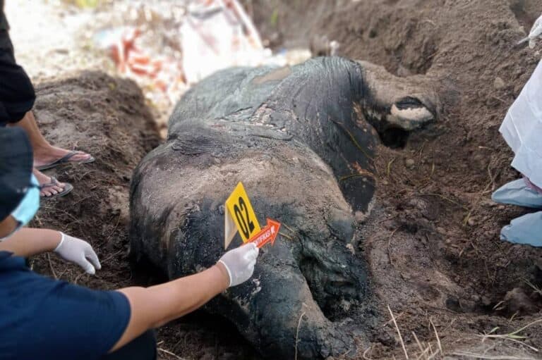 Otopsi gajah mati di Aceh Tenggara.