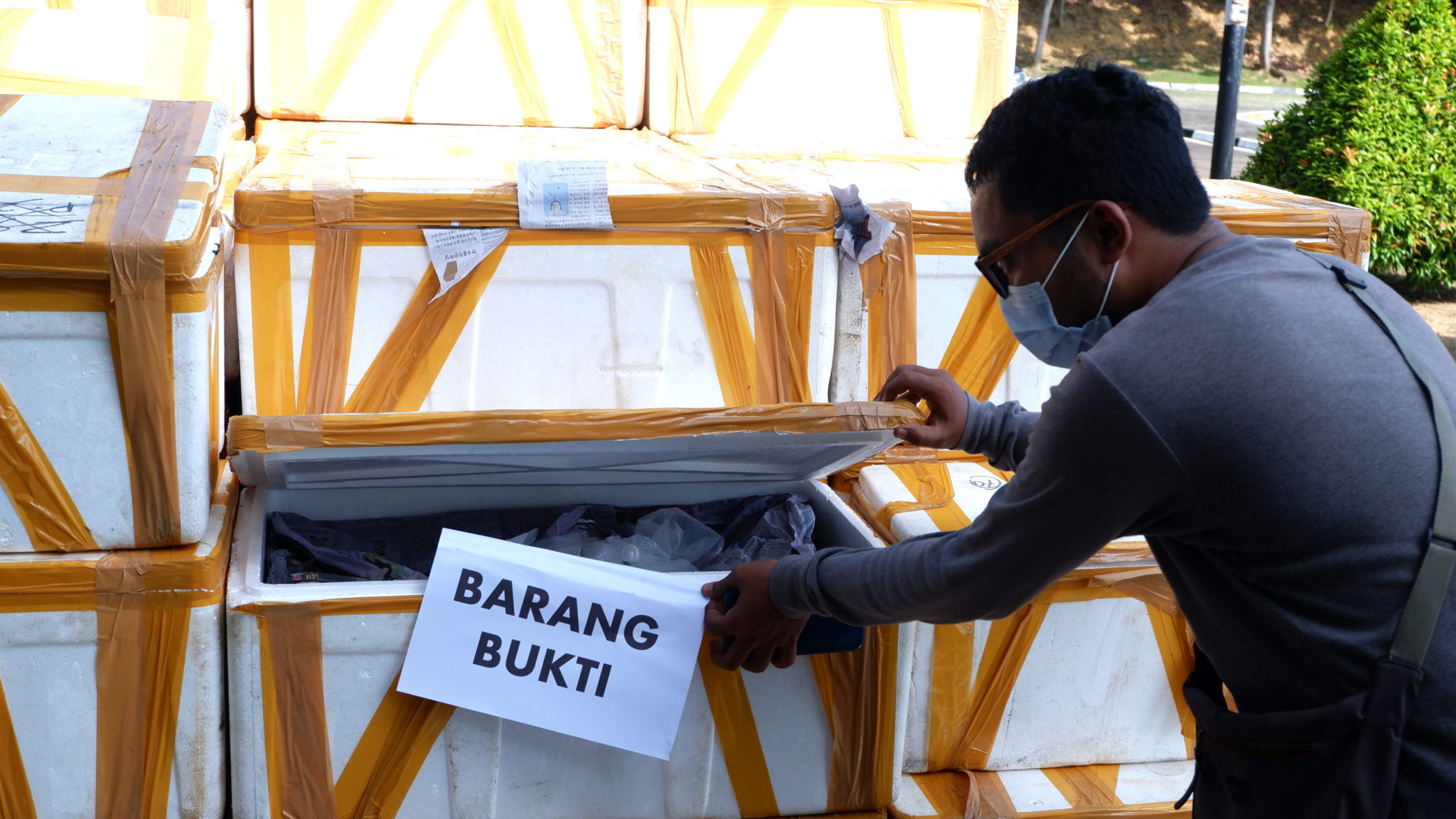 Barang bukti lobster sebanyak 466 ribu ekor diamankan TNI AL yang akan diseludupkan keluar negeri. Foto : Yogi Eka Sahputra/Mongabay Indonesia