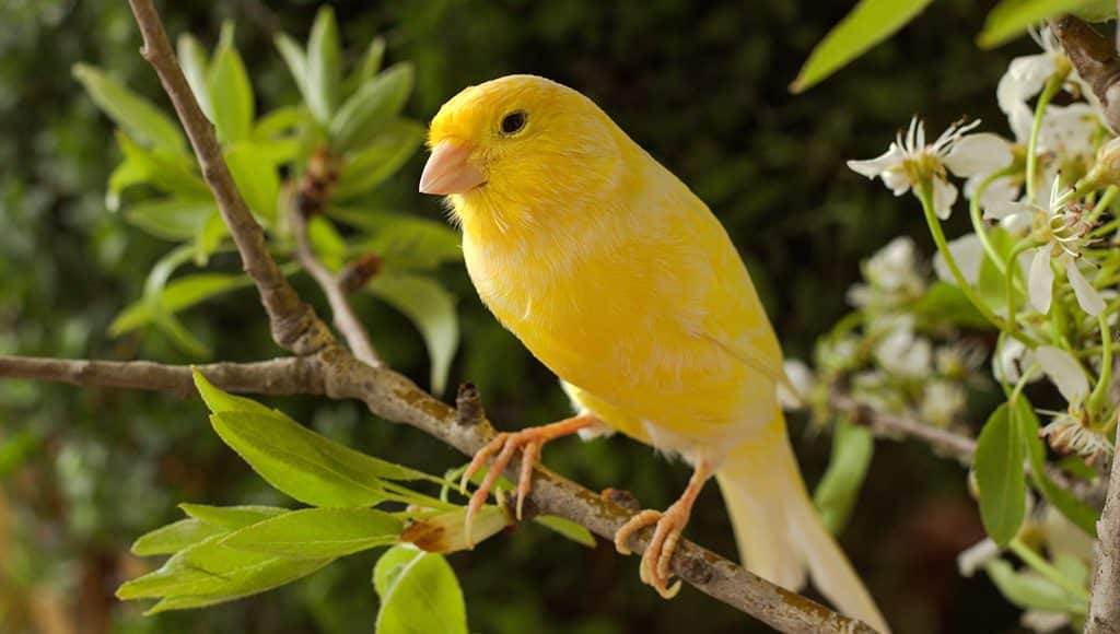 Burung Kenari. (Foto: Pinhome)