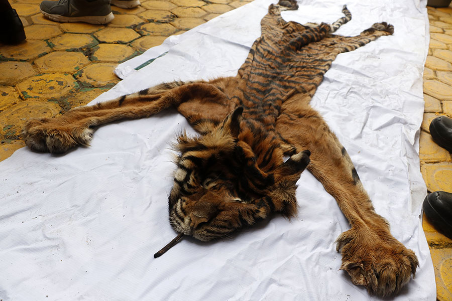 Kulit harimau sumatera yang akan diperdagangkan. Meski dilindungi, perburuan harimau sumatera terus terjadi. Foto: Junaidi Hanafiah/Mongabay Indonesia