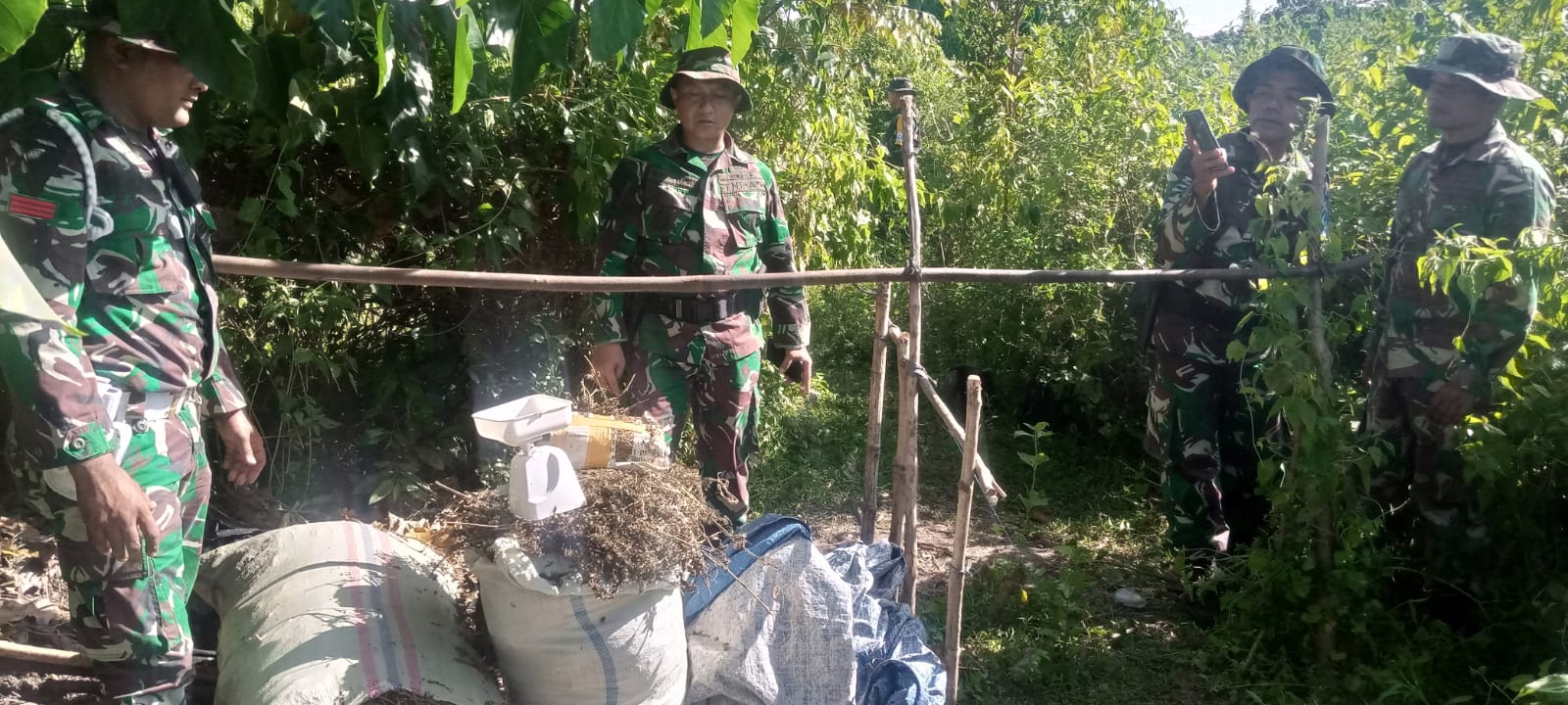 Anggota Yonif 117/KY Temukan Timbunan Ganja Kering di Aceh Besar