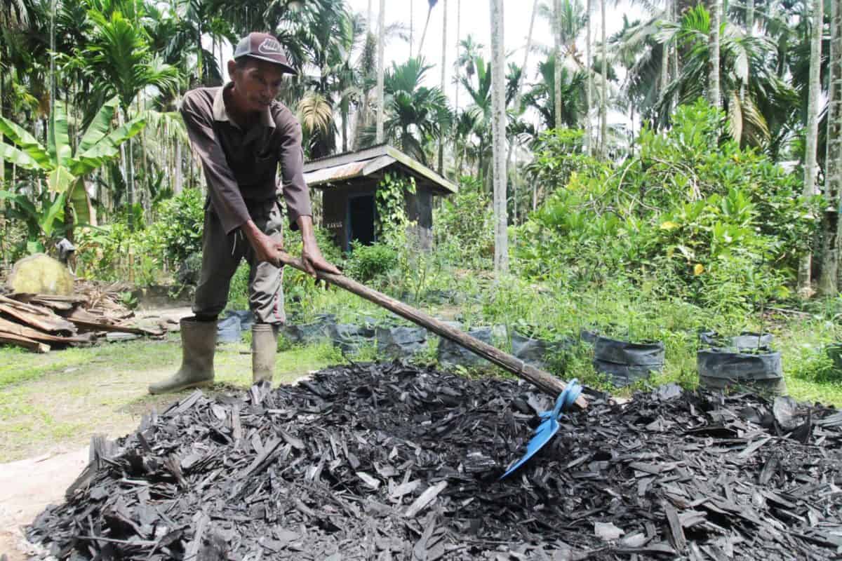 Menjemur pelepah pinang yang sudah dibakar. Foto: Elviza Diana/ Mongabay Indonesia