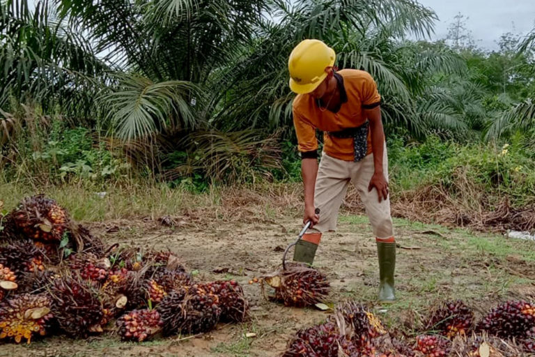 Petani sawit di Desa Bumi Kencana, Kecamatan Sungai Lilin, Kabupaten Musi Banyuasin, Sumatera Selatan. Foto: RMOLSumsel