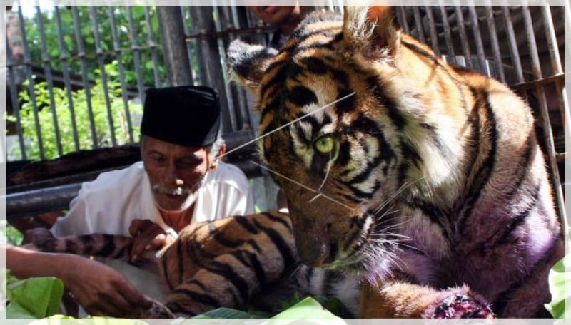 Nek Sarwani pawang harimau asal aceh