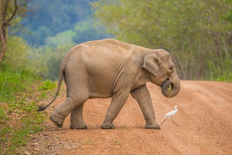 Ilustrasi gajah Asia.(SHUTTERSTOCK)
