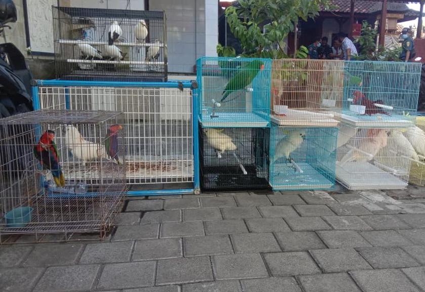 KLHK menyita puluhan satwa dilindungi spesies burung dari pelaku perdagangan ilegal satwa liar di Bali, Rabu, 21 April 2021. (Foto: Betahita)