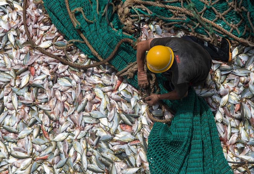 Seorang ABK sedang merapikan jalan di kapal ikan Fu Yuang Yu 380 berbendera Tiongkok. Foto: Pierre Gleizer/Greenpeace
