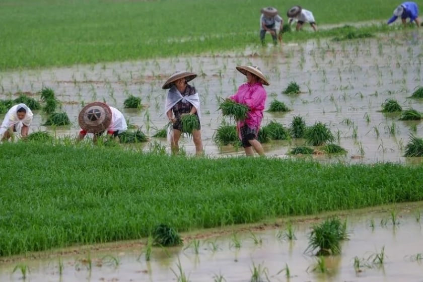 Petani Padi ./Foto: Antara