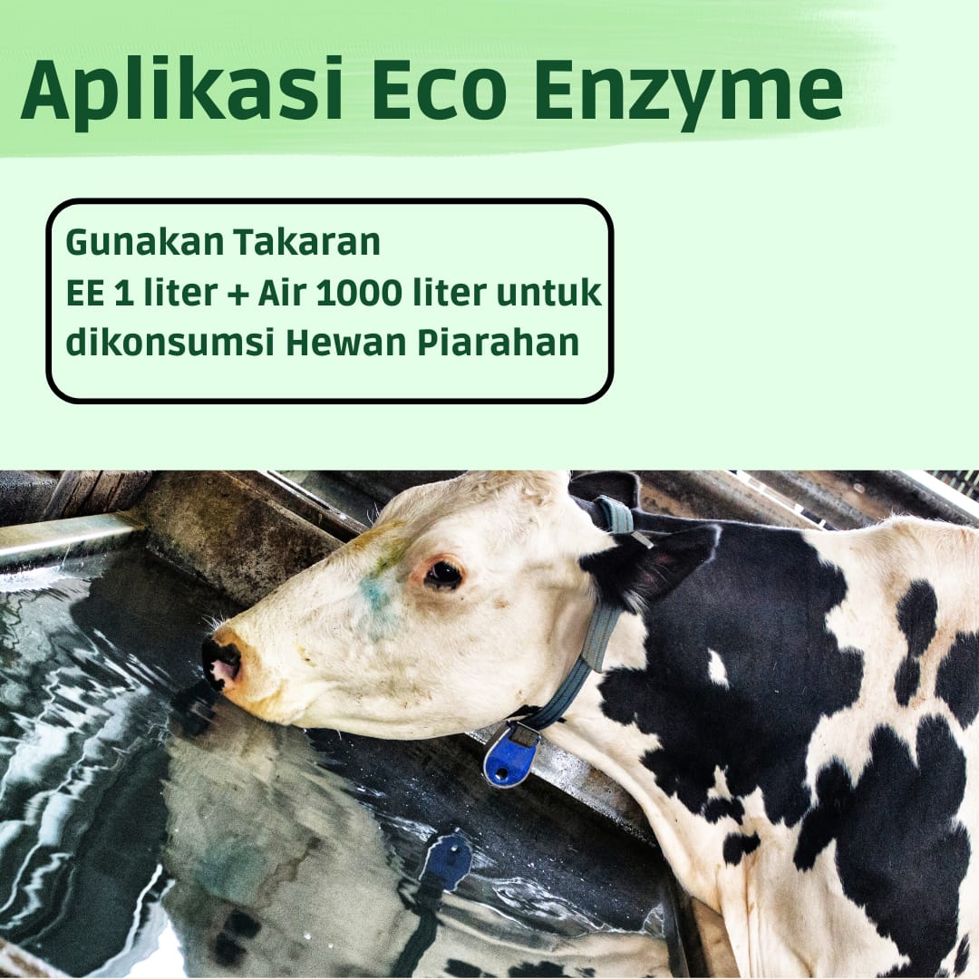 Masyarakat Dapat Aplikasikan Eco Enzyme pada Hewan Terjangkit PMK