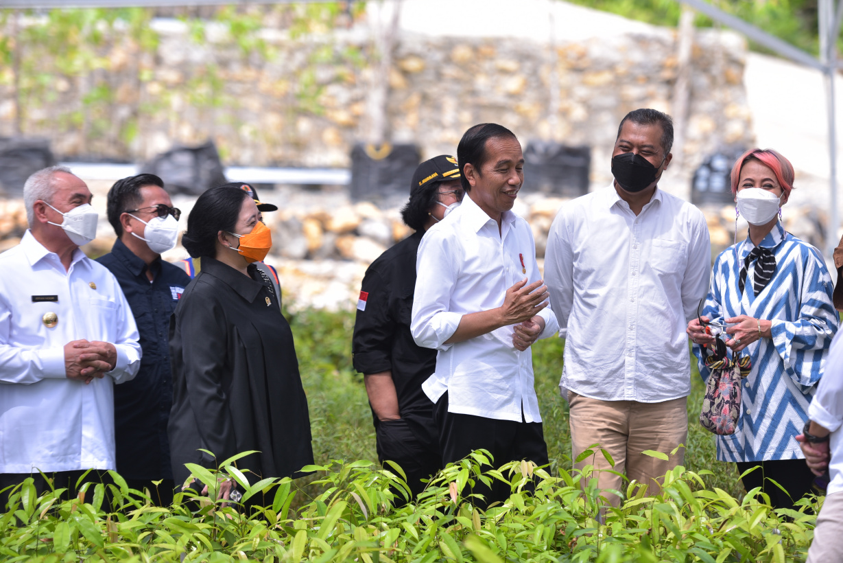 Presiden Jokowi meninjau Persemaian Mentawir, di Penajam Paser Utara, Kalimantan Timur, Rabu (22/06/2022). Foto: Humas Setkab/Oji