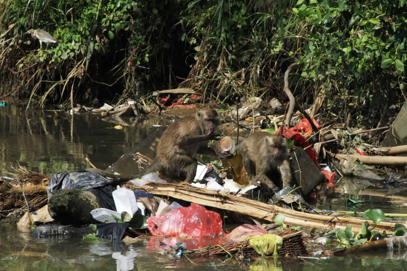 Timbulan sampah yang mencemari sungai maupun lautan selain berdampak buruk terhadap kesehatan satwa juga bisa menjeratnya. Foto: Falahi Mubarok/Mongabay Indonesia