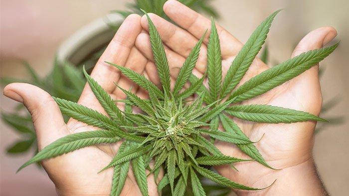 Daun Ganja (Foto: Erin Stone/Pixabay)
