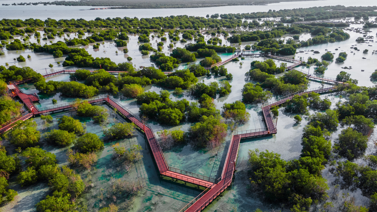 Mangrove © Malangusha/Shutterstock