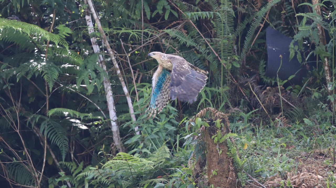 TMGHS bersama mitra kerja lepasliarkan tiga ekor burung elang brontok dan tanam 1.000 Pohon. (Foto: MenLHK)