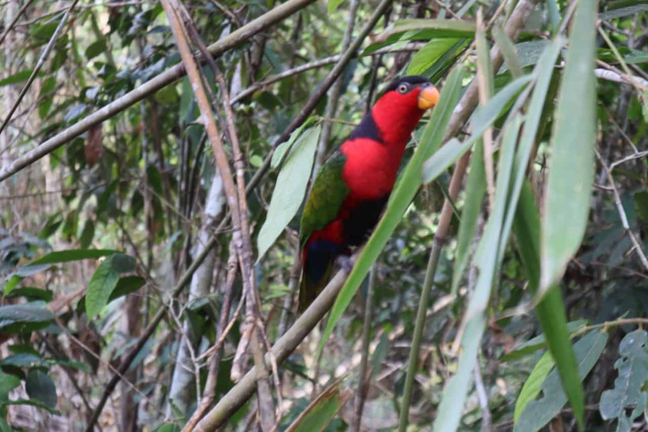 Burung Kasturi kepala hitam. (Foto: Dok.MenLHK)