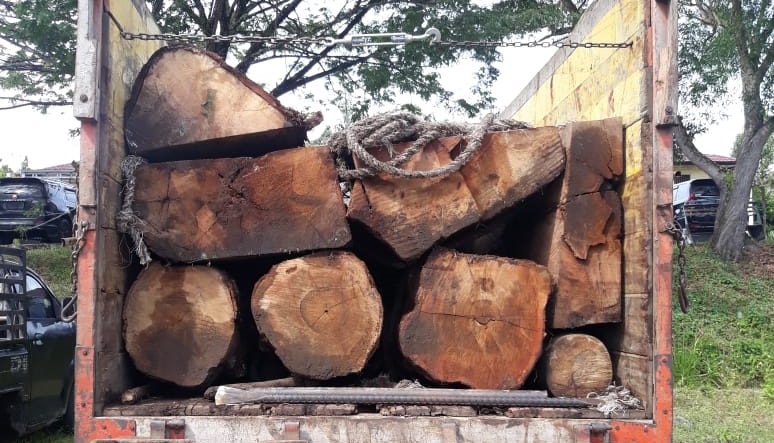 Mobil Truck Mitsubhisi yang mengangkut kayu Gelondongan rimba campuran. (Foto: Ist)