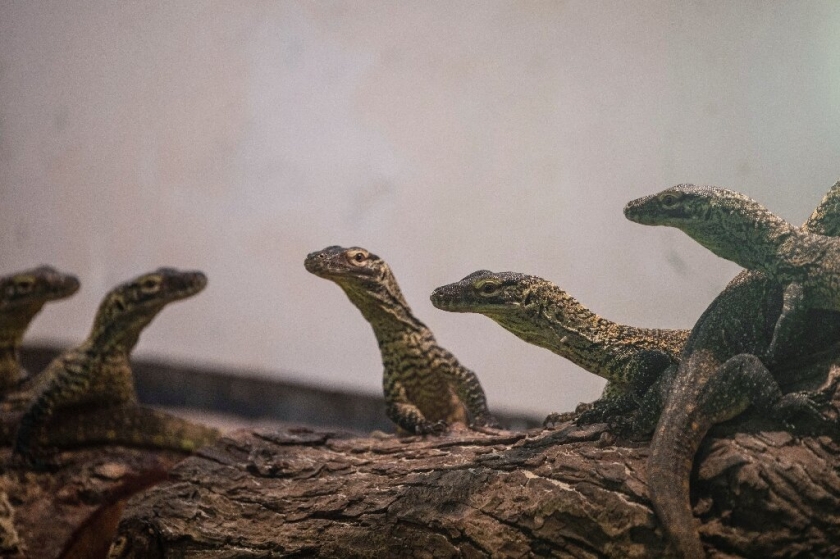 Kebun Binatang Surabaya berhasil menetaskan 29 bayi komodo menggunakan inkubator./Foto: Juni Kriswanto/AFP