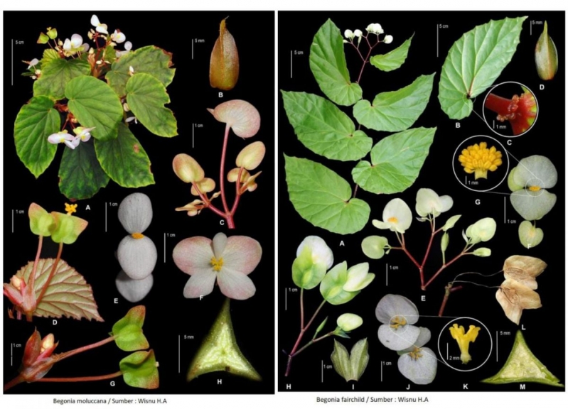 Dua jenis baru begonia baru yang ditemukan peneliti BRIN, yaitu Begonia Fairchildii dan Begonia Molucca.