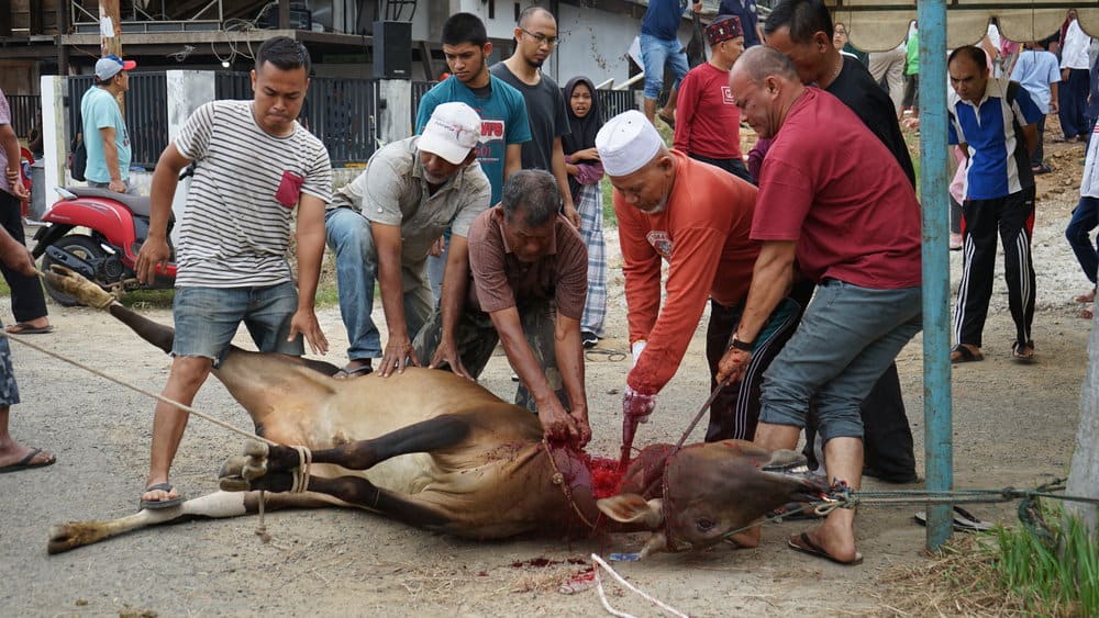 Masyarakat gampong lamdingin sedang melaksanakan qurban Idul Adha 1443 H. (Foto: Nukilan/Reji)