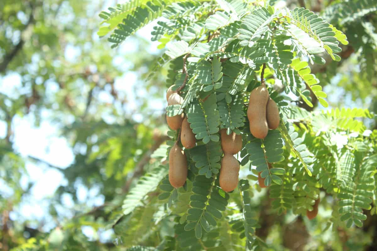 Tanaman asam jawa © The Duck Diva/Shutterstock