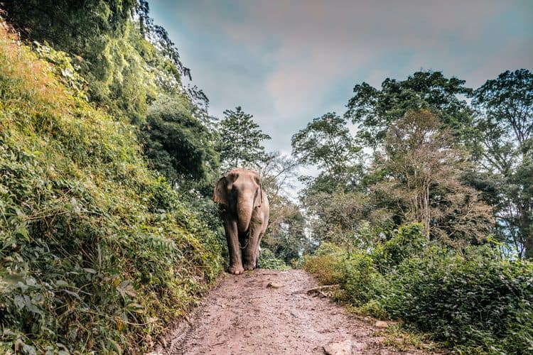 Belasan Hektar Kebun di Aceh Timur Rusak Dilintasi Rombongan Gajah Liar