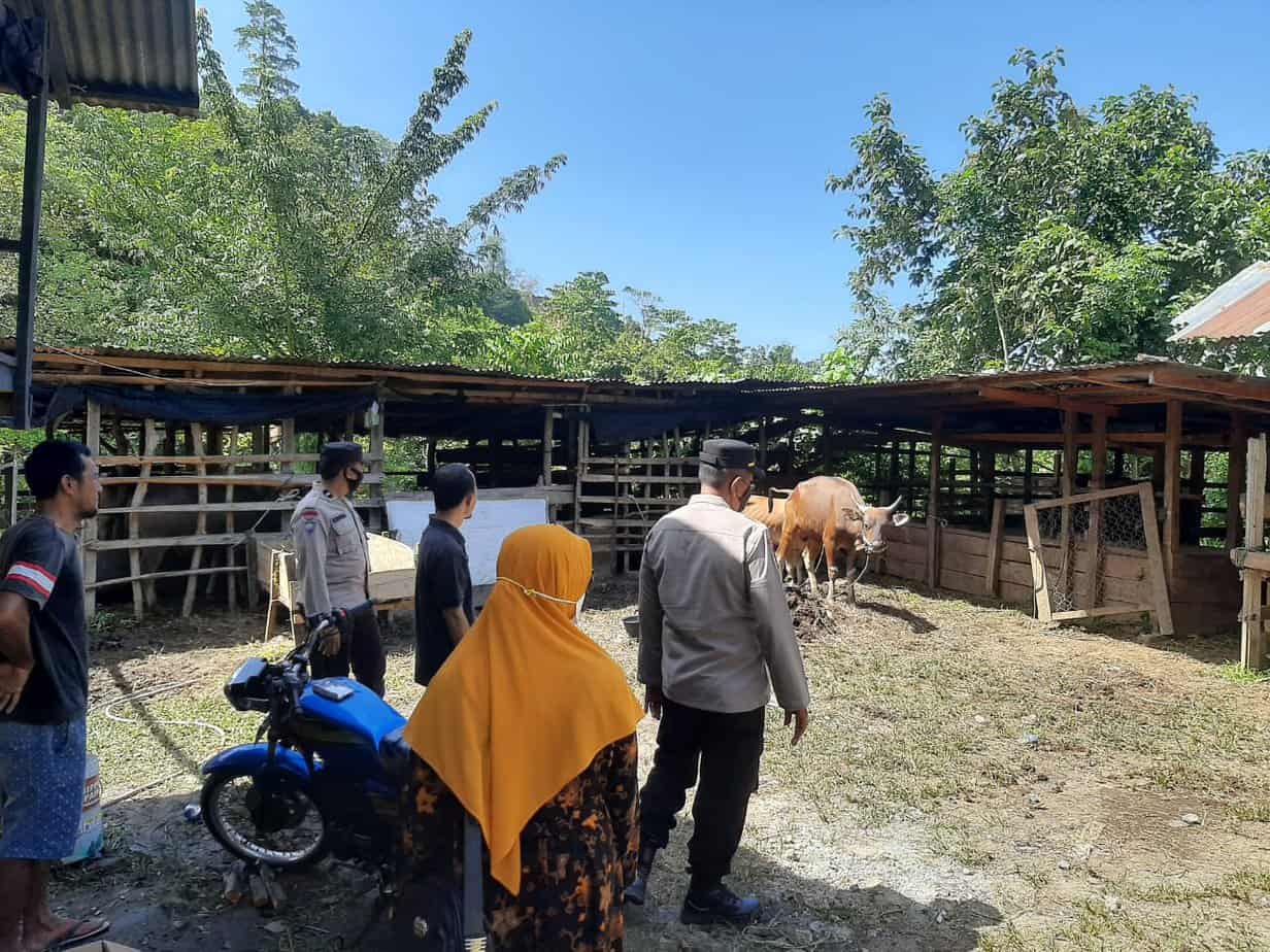Hewan Ternak yang Sakit Akibat Terinfeksi PMK Tersisa 935 Ekor