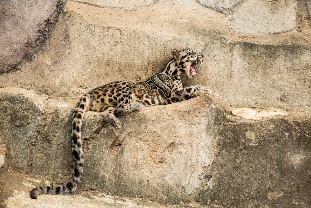 Macan Dahan © studio382.net/Shutterstock