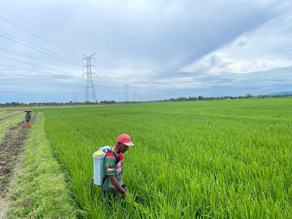 Salah satu petani di Gampong Kumbang Kecamatan Keumala, Pidie sedang menyemprot tanaman padinya. [Foto: Dialeksis/Nora]