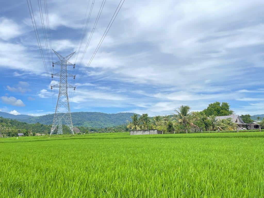 Lahan sawah di Keumala, Pidie yang berumur 2,5 bulan  tinggal menunggu musim panen. [Foto: Dialeksis/Nora]
