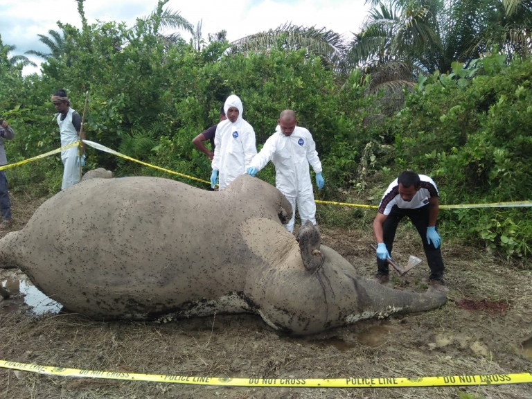 Gajah sumatera berkelamin betina ditemukan mati di Aceh Timur. Diduga gajah tersebut mati akibat memakan pupuk./Foto: BKSDA Aceh