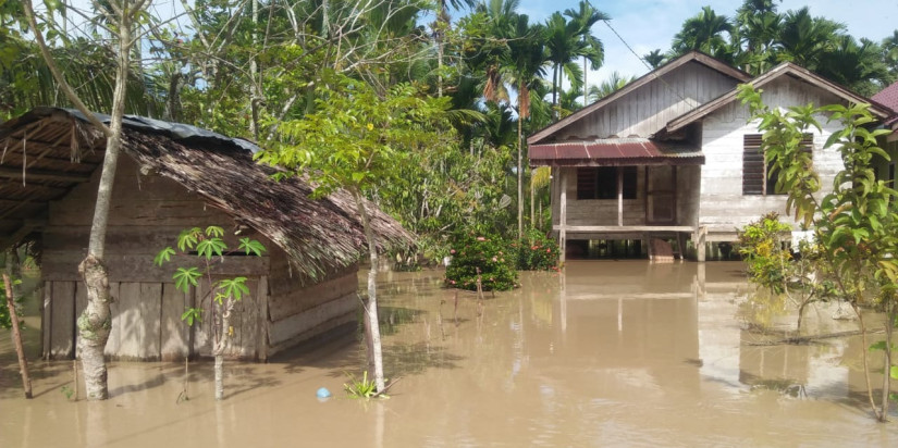 230 Hektar Sawah di Aceh Barat Terancam Gagal Panen