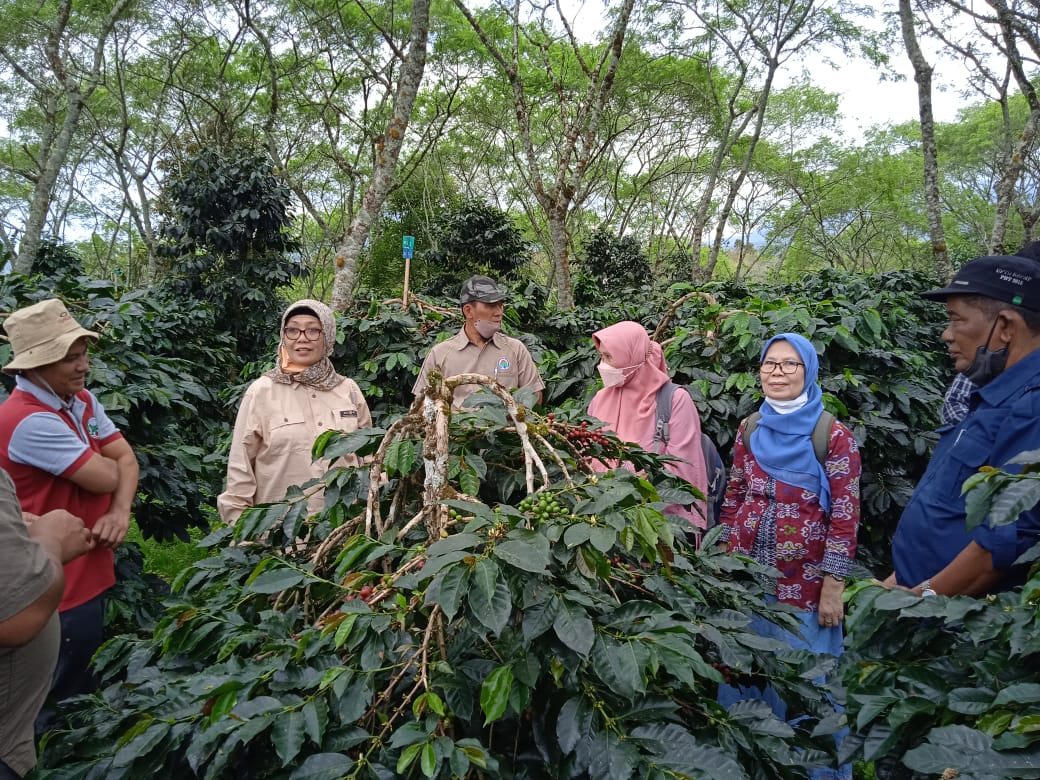 Jadi Varietas Unggul Nasional, Kopi Gayo 3 Punya Prospek Dikembangkan ...