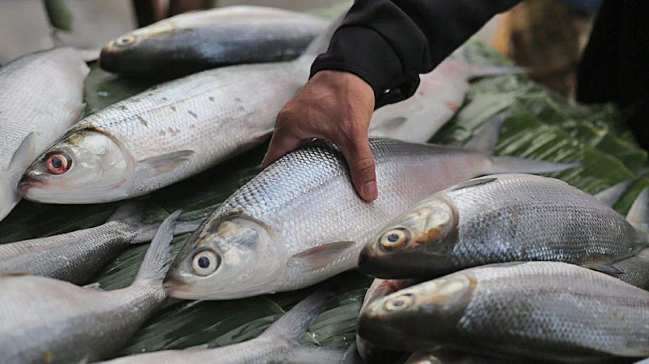 Ikan Bandeng. (VIVAnews/Fernando Randy)