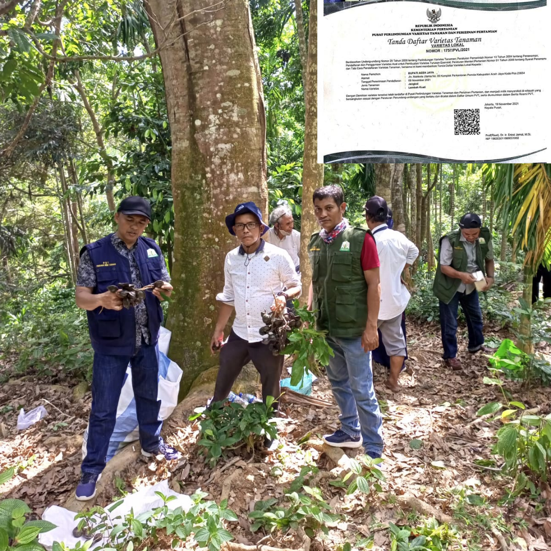 Tim UPTD BPSBTPHP Distanbun Aceh bersama PBT dan Distan Aceh Jaya saat melakukan pemeriksaan terhadap tanaman jengkol lembah kuali Aceh Jaya. (Foto: Ist)