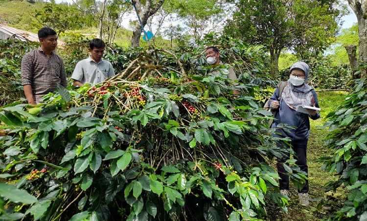 Jadi Varietas Unggul Nasional, Kopi Gayo 3 Punya Prospek Dikembangkan ...