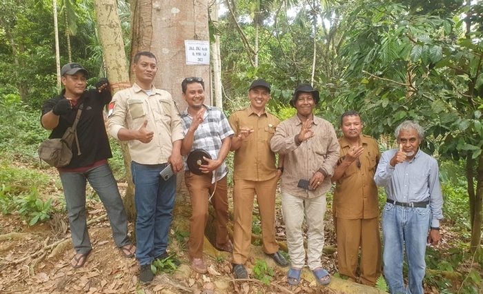 Tim UPTD BPSBTPHP Distanbun Aceh saat melakukan penilaian calon pohon induk jengkol lembah kuali Aceh Jaya. (Foto: Ist)