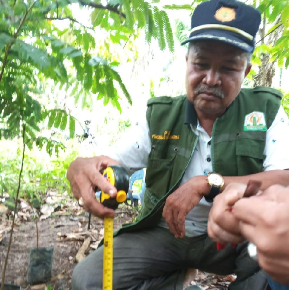 Koord Fungsional PBT, Ridwan, SP sedang mengukur tinggi tanaman Perkebunan dalam rangka pemeriksaan lapangan. (Foto: Ist)