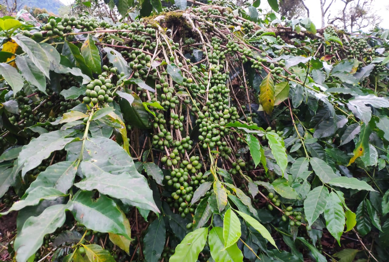 Tanaman kopi robusta di Aceh. (Foto: Ist).