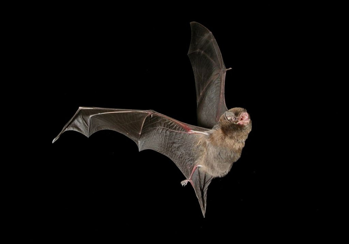 Ilustrasi. Kotoran kelelawar dari Indonesia memang dijual sampai keluar negeri untuk menjadi pupuk yang disebut bat guano. © Wikimedia Commons